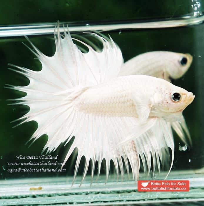 Betta fish CT Perfect White Dragon Platinum