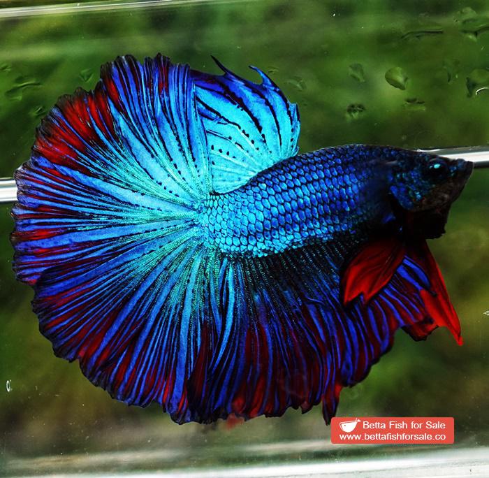 Betta fish HM The Turquoise Red Wash