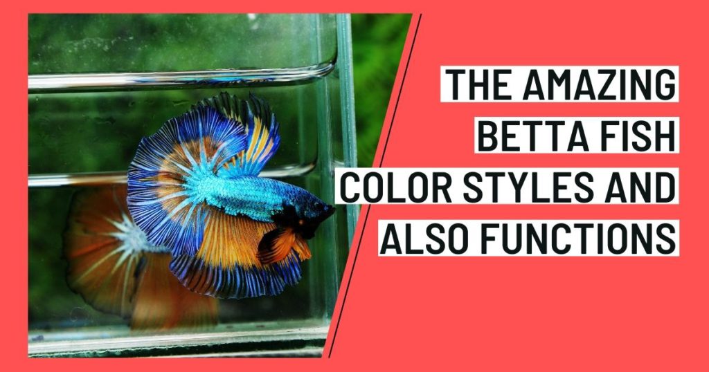 The Amazing Betta Fish Color Styles and also Functions
