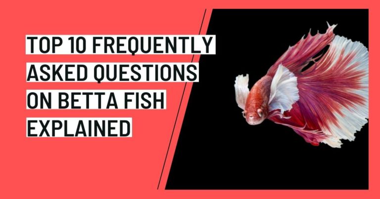 Top 10 Frequently Asked Questions on Betta Fish Explained