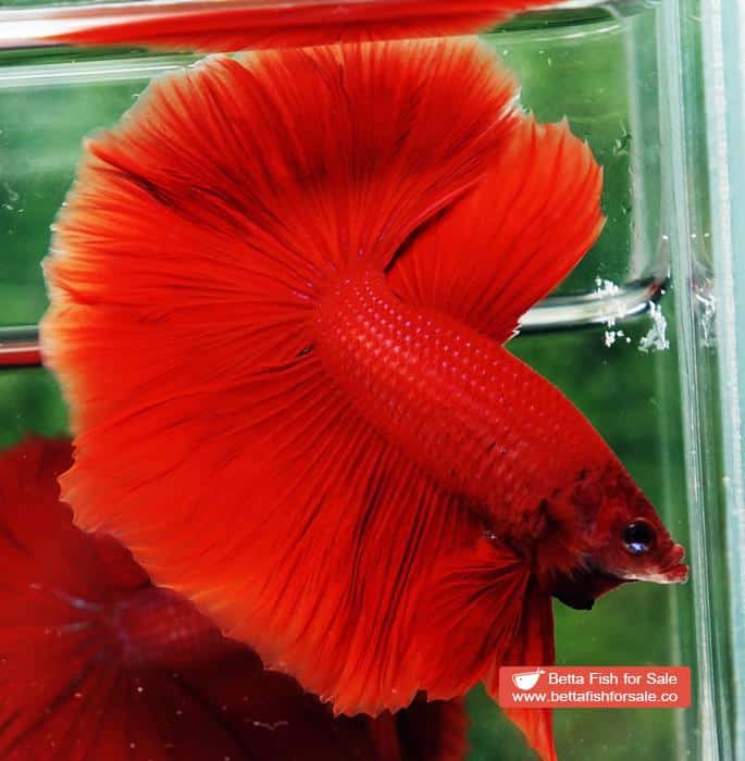 Betta fish HM Super Strong Red