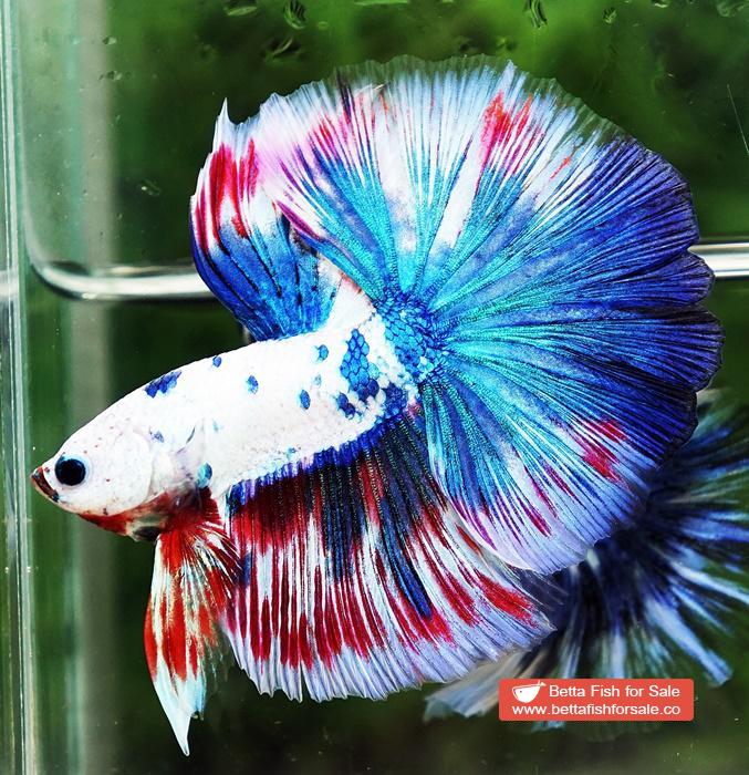 Betta fish OHM Magical Pink Blue Marble Series (Comp Grade)