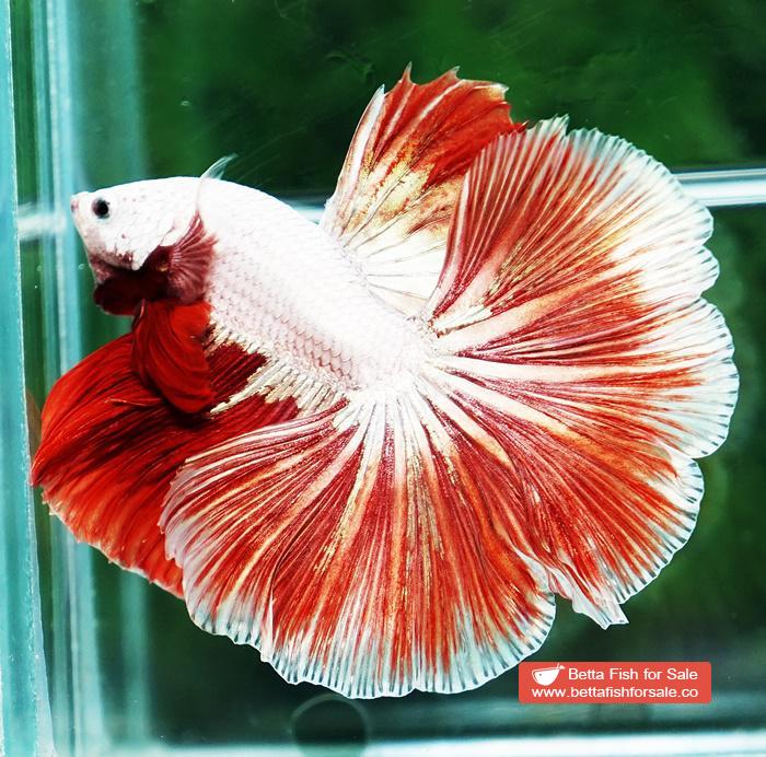 Betta fish OHM Red Gold Dragon Rose tail