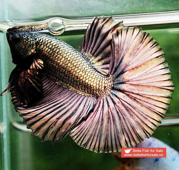 Betta fish OHM Perfect Copper Gold (Comp Grade)