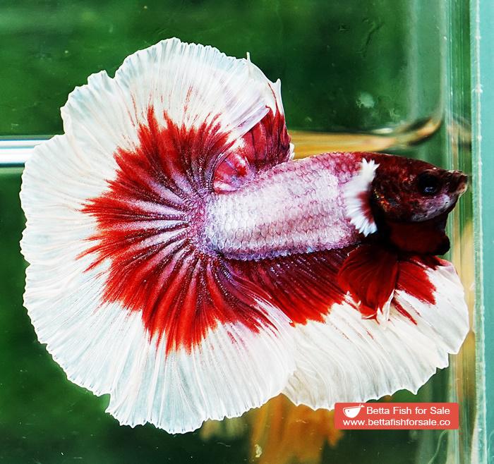 Betta fish OHM Red Lavender Rose tail