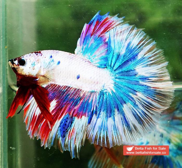 Betta fish OHM Magical Pink Blue Marble