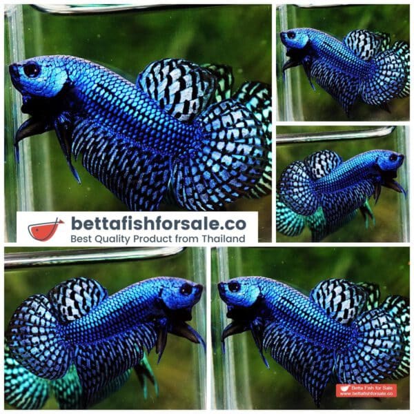 o09 192 Wild Betta fish Hybrid Blue Alien Peacock