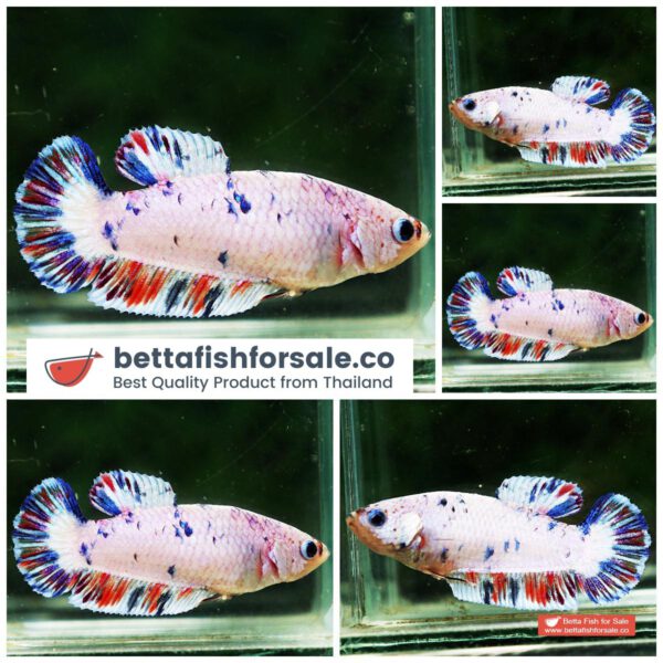 o11 244 Female HMPK Fancy Rainbow Nemo