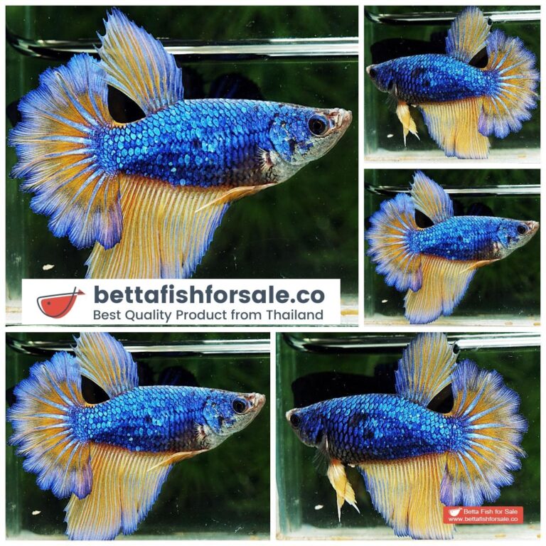Betta fish Female HM Blue Mustard Gas Rose tail