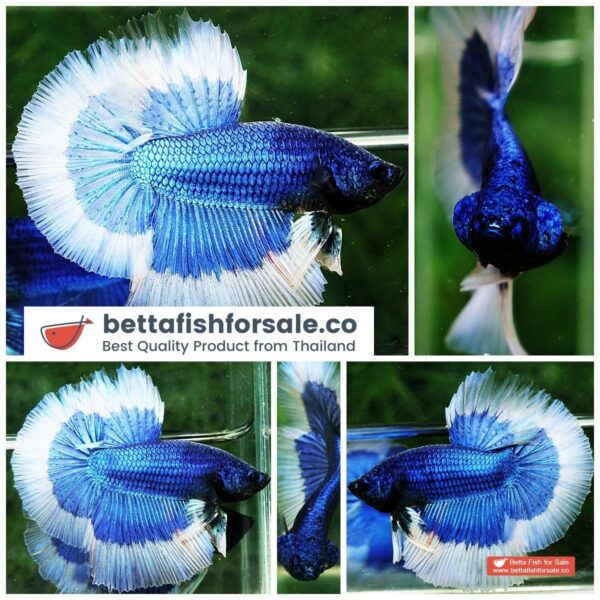 p01 055 HM Royal Blue Butterfly
