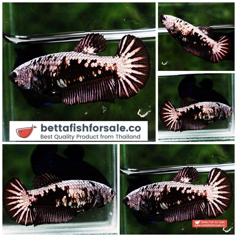 Betta fish Female HMPK Black Star Avatar