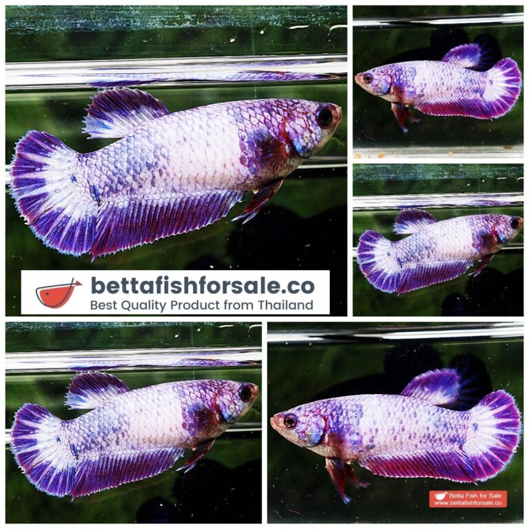 Betta fish Female HMPK Snow Lavender