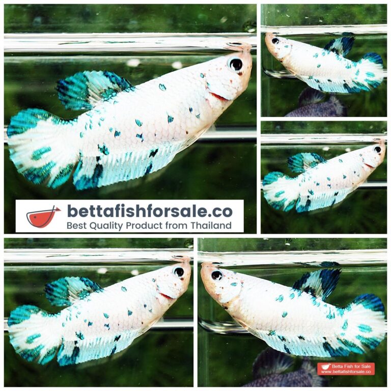 Betta fish Female HMPK The Green Frozen