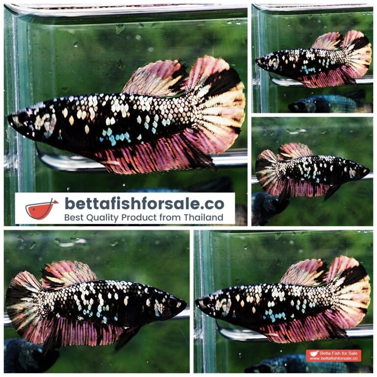 Betta fish Female Shadow Black Gold Star Series (Rare)