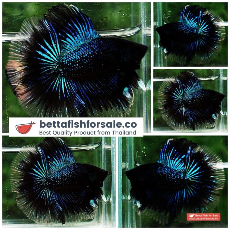 Betta fish DTHM Blue Black Light Orchid