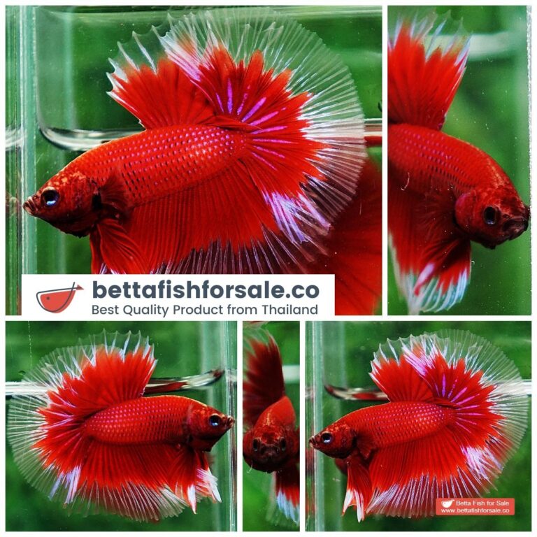 Betta fish OHM Red Ruby Butterfly Sky Hawk