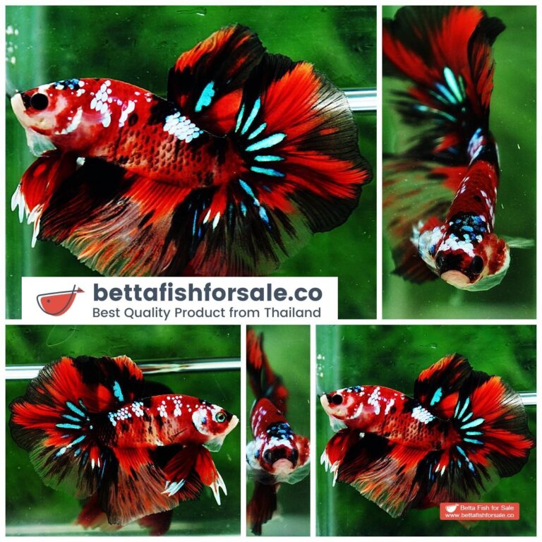 Betta fish OHM Red Tiger Galaxy