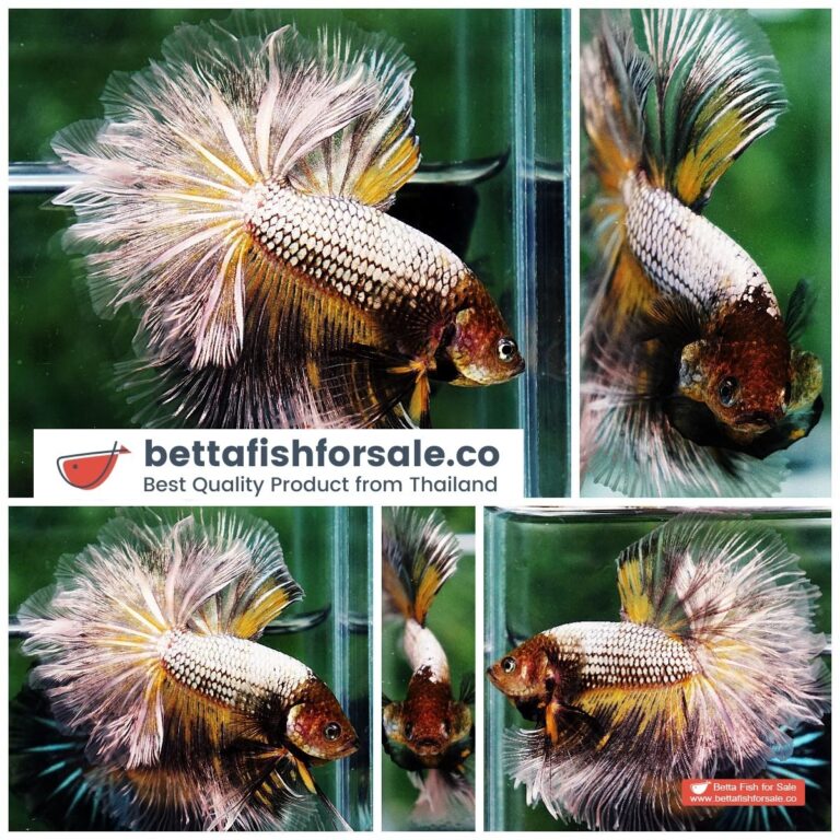 Betta fish OHM The Angle Armor Feather tail