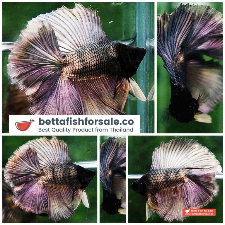 Betta fish DTHM Copper Gold Black Head
