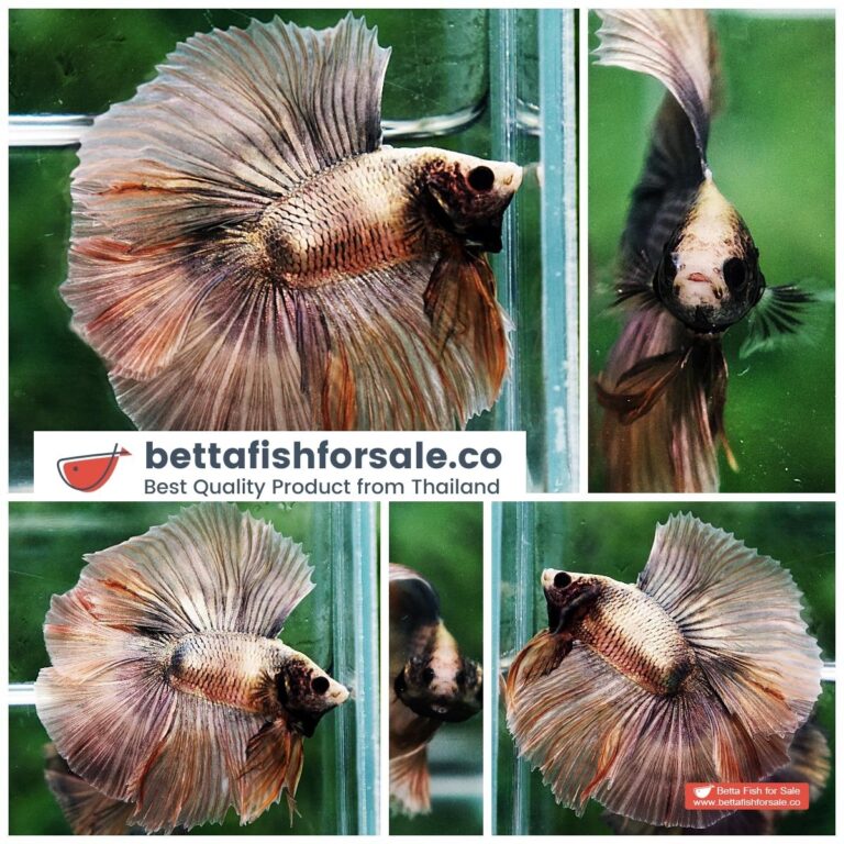 Betta fish DTHM Copper Rust