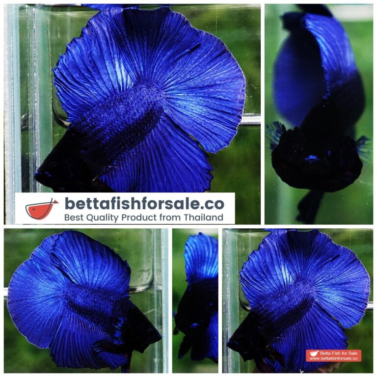 Betta fish DTHM Steel Blue Black Head