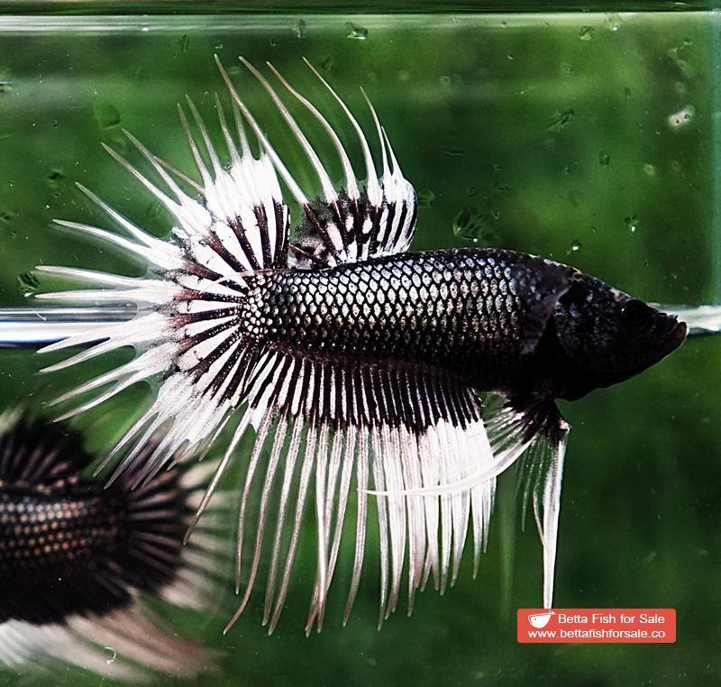 Betta fish CT Black White Butterfly (Comp)