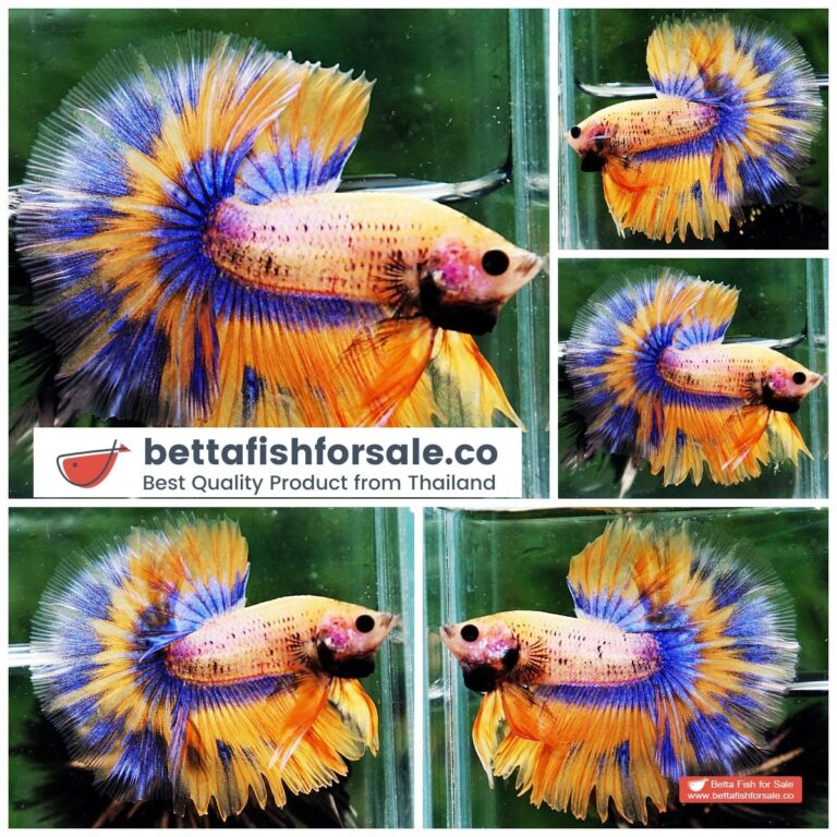 Betta fish OHM Yellow Pineapple Tricolor