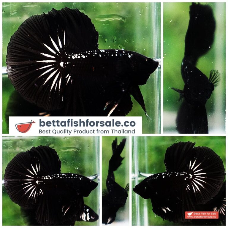Betta fish HM The Dark Black Samurai (Rare)