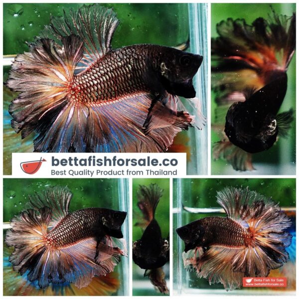 p05 162 OHM Earth Chock Feather tail