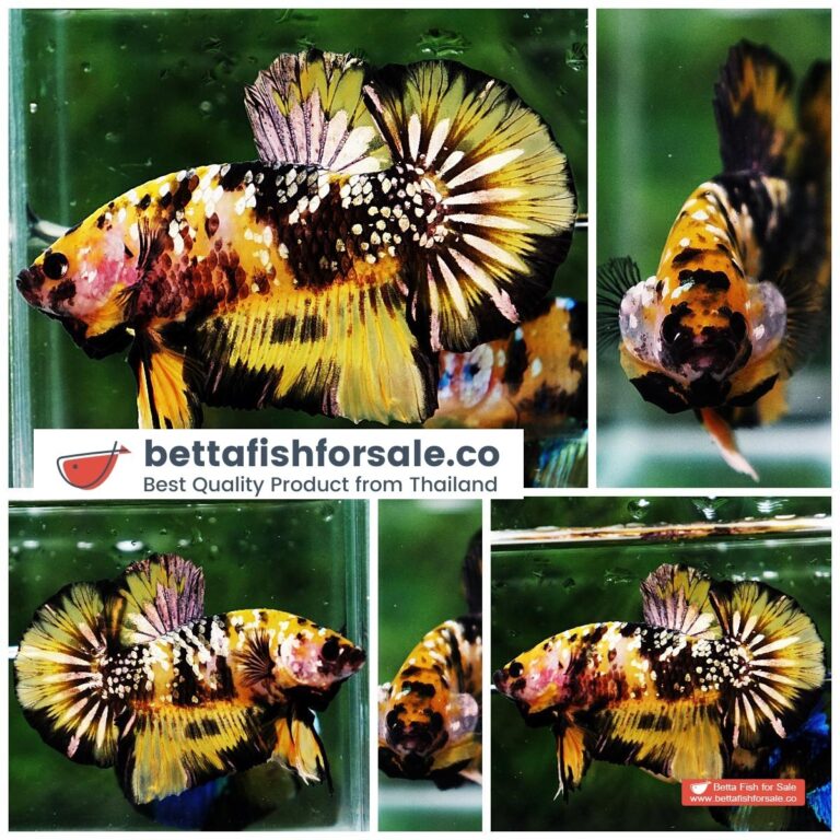 Betta fish HMPK Prince of Tiger Galaxy (Comp Grade)