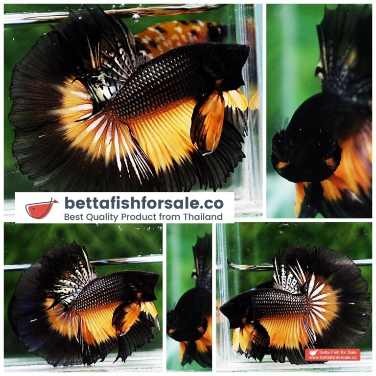 Betta fish OHM Black Copper Pumpkin Butterfly