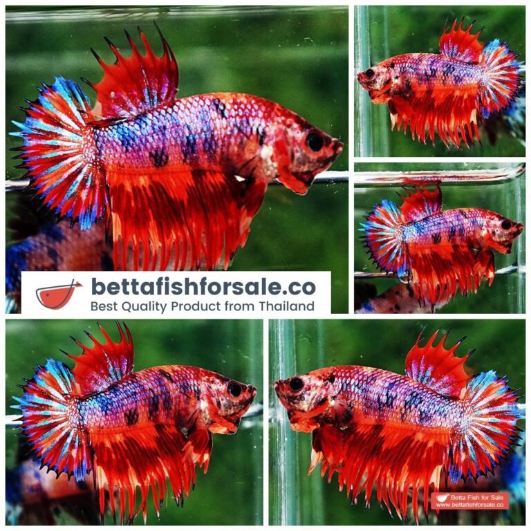 Betta fish CTPK Multicolor Candy On Fire