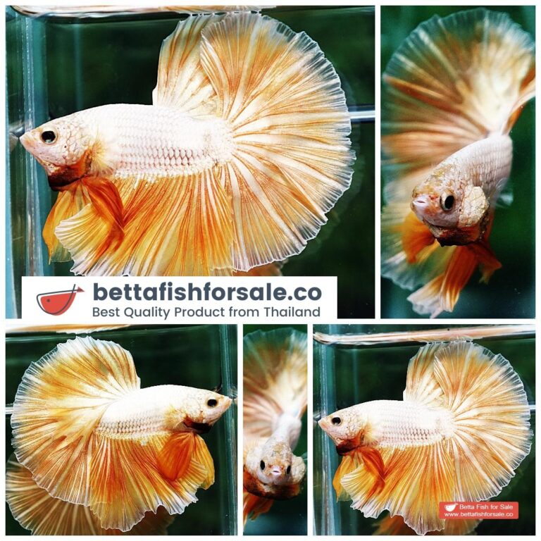 Betta fish OHM Super Gold Dragon
