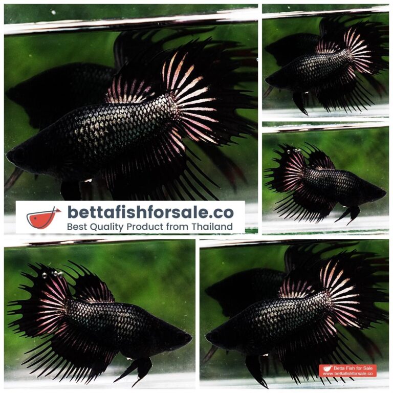 Betta fish Female CT Super Black Orchid